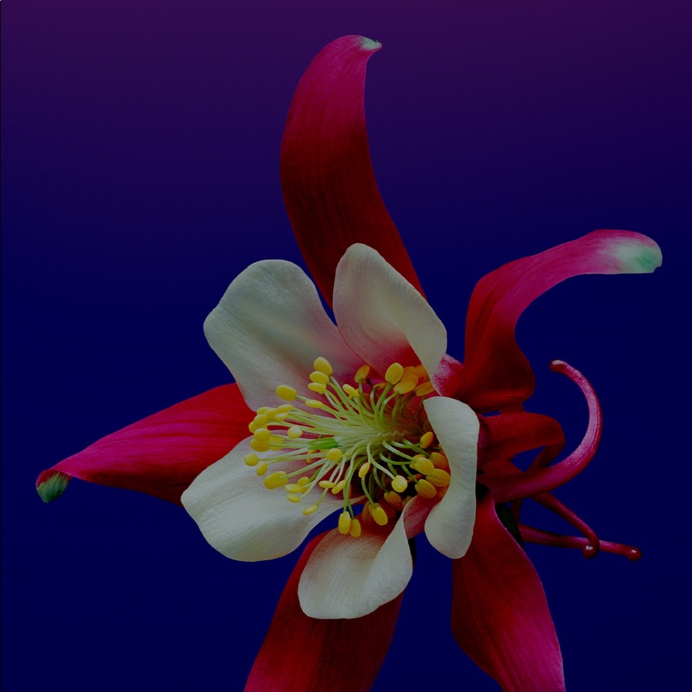 Meet your Posher, Phuong